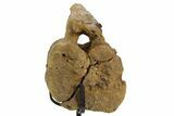 Hadrosaur (Edmontosaurus) Caudal Vertebra w/ Stand - Wyoming #377736-2